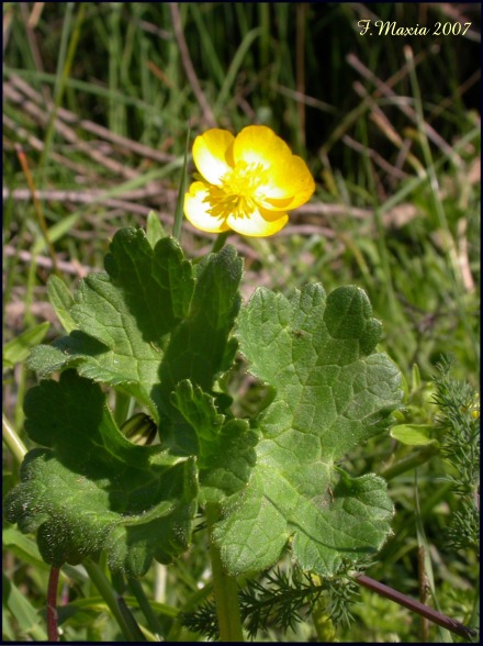 Ranunculus sp.